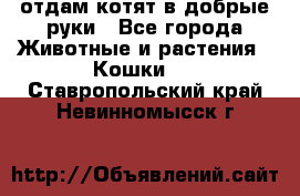 отдам котят в добрые руки - Все города Животные и растения » Кошки   . Ставропольский край,Невинномысск г.